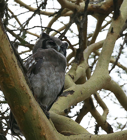 Verreaux's eagle owl - Laikipia
