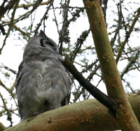 Verreaux's eagle owl - Laikipia