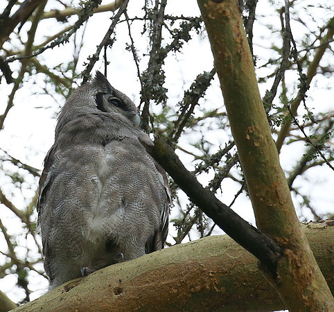 Verreaux's eagle owl - Laikipia