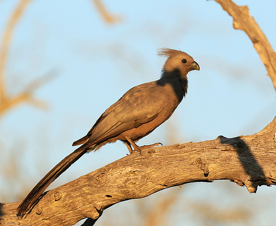Go away bird - Singita Lebombo