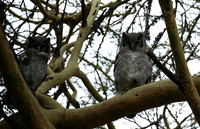 Owls