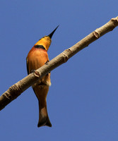 Little bee-eater
