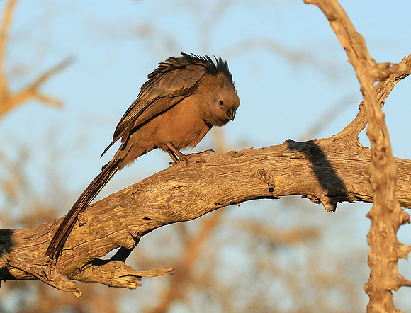 Go away bird - Singita Lebombo