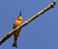 Little bee-eater