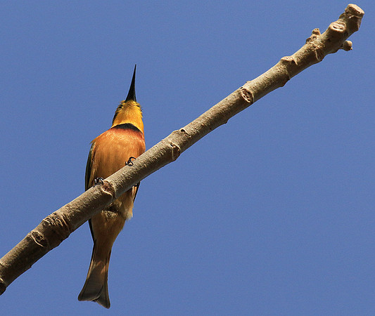 Little bee-eater
