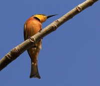 Little bee-eater