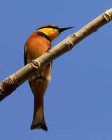 Little bee-eater