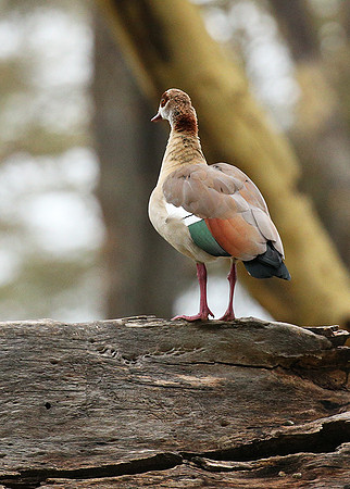 Laikipia
