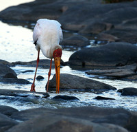 Yellow-billed stork - Masaï Mara