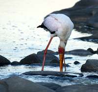 Yellow-billed stork - Masaï Mara