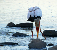 Yellow-billed stork - Masaï Mara