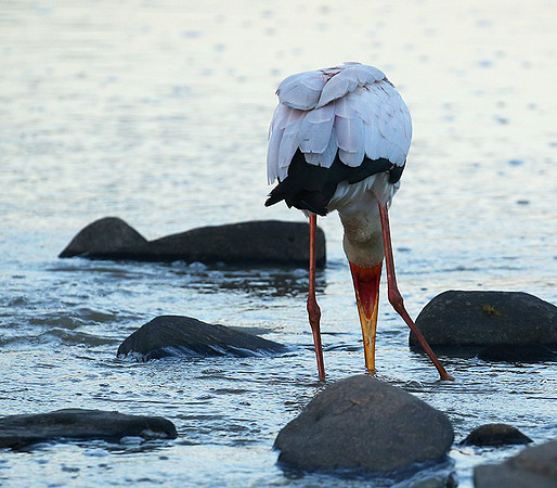 Yellow-billed stork - Masaï Mara