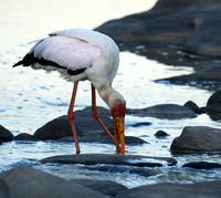 Yellow-billed stork - Masaï Mara