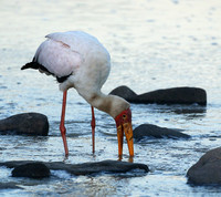Yellow-billed stork - Masaï Mara