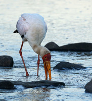 Yellow-billed stork - Masaï Mara