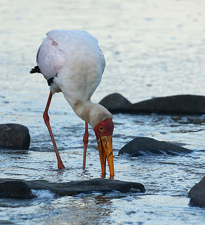 Yellow-billed stork - Masaï Mara