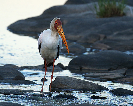 Yellow-billed stork - Masaï Mara
