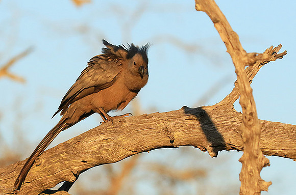 Go away bird - Singita Lebombo
