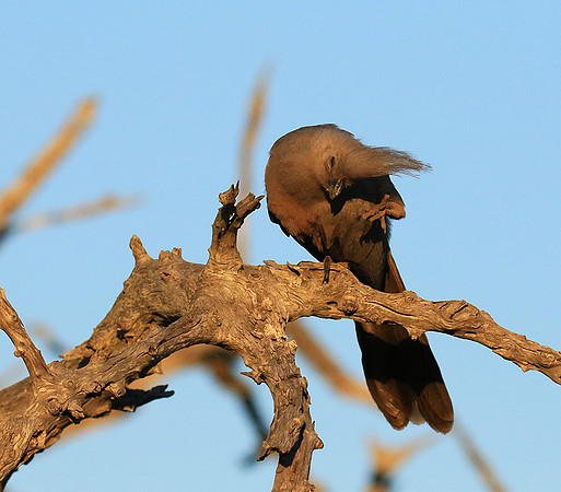 Go away bird - Singita Lebombo