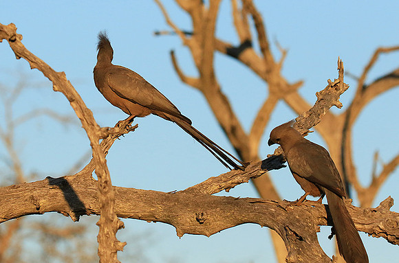 Go away bird - Singita Lebombo