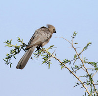 Go away bird - Singita Lebombo