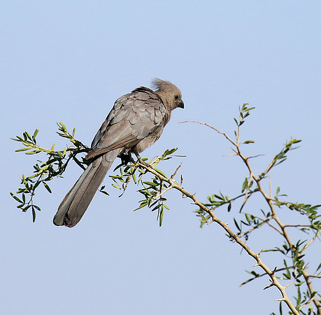 Go away bird - Singita Lebombo