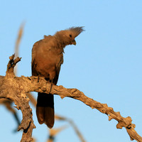 Go away bird - Singita Lebombo
