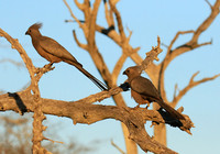 Go away bird - Singita Lebombo