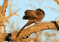 Go away bird - Singita Lebombo