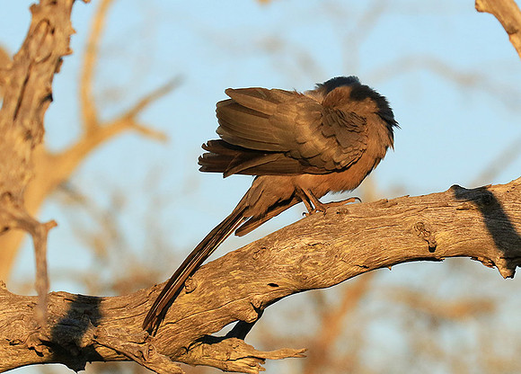 Go away bird - Singita Lebombo
