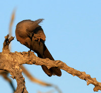Go away bird - Singita Lebombo