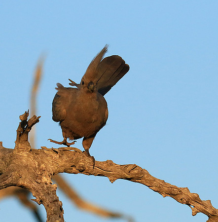 Go away bird - Singita Lebombo