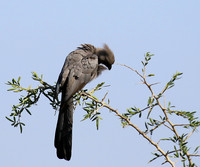 Go away bird - Singita Lebombo