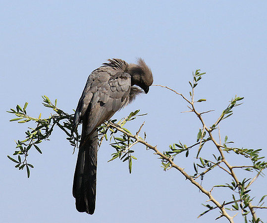 Go away bird - Singita Lebombo