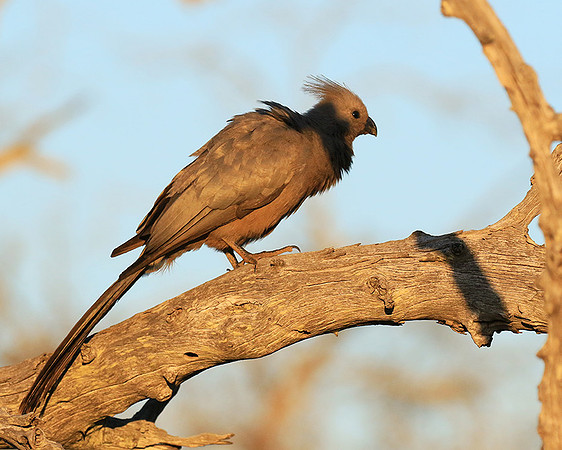 Go away bird - Singita Lebombo
