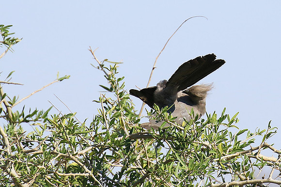 Go away bird - Singita Lebombo