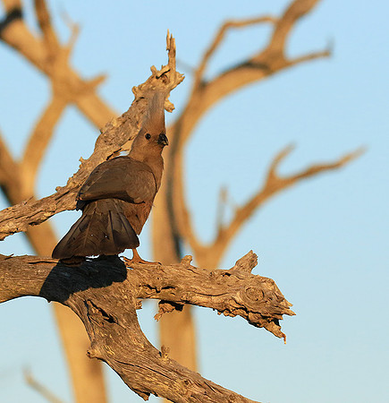 Go away bird - Singita Lebombo