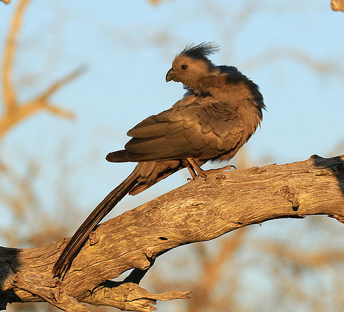 Go away bird - Singita Lebombo
