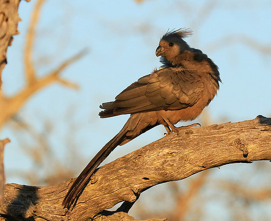 Go away bird - Singita Lebombo