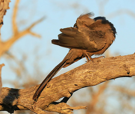 Go away bird - Singita Lebombo
