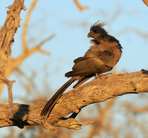Go away bird - Singita Lebombo