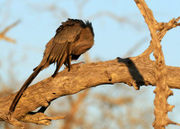 Go away bird - Singita Lebombo
