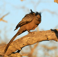 Go away bird - Singita Lebombo