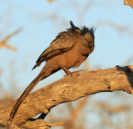 Go away bird - Singita Lebombo