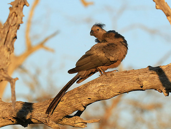 Go away bird - Singita Lebombo