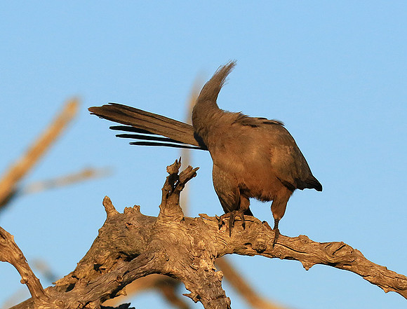 Go away bird - Singita Lebombo