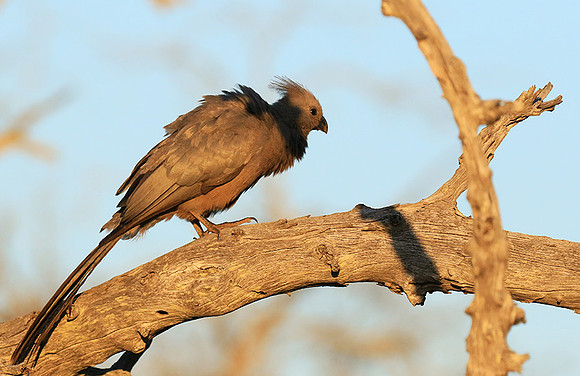 Go away bird - Singita Lebombo