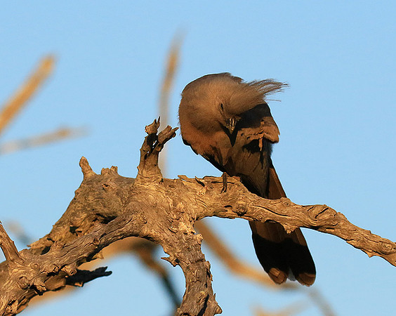 Go away bird - Singita Lebombo