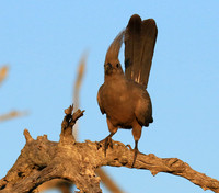 Go away bird - Singita Lebombo