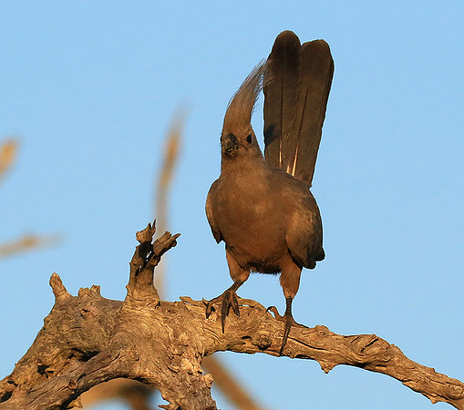 Go away bird - Singita Lebombo